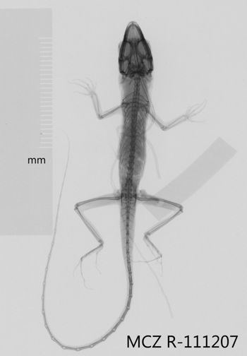 Media type: image;   Herpetology R-111207 Aspect: dorsoventral x-ray